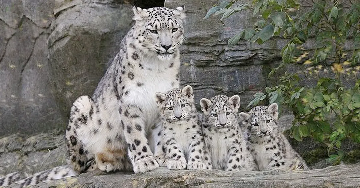 MEET A Rare family of snow leopard in German Zoo (Video)